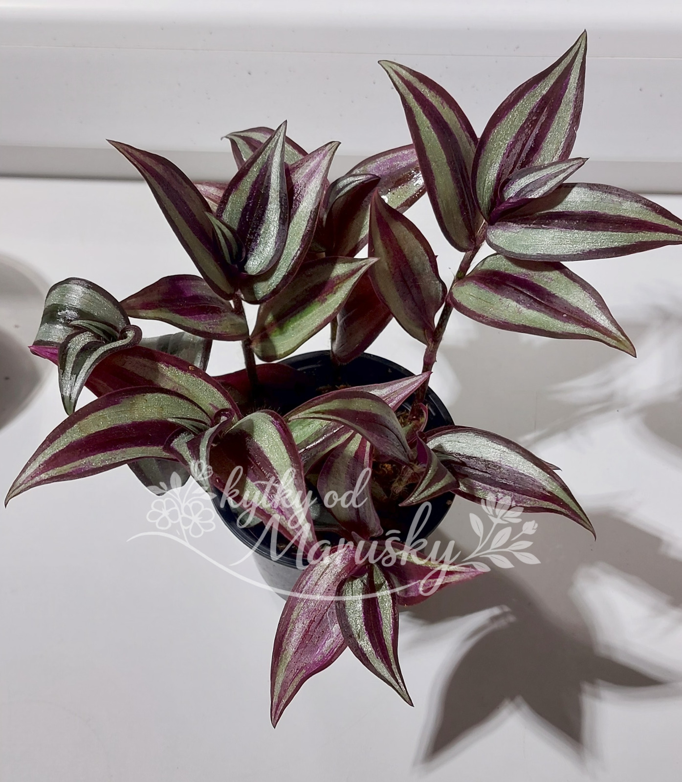 Tradescantia Violet Hill