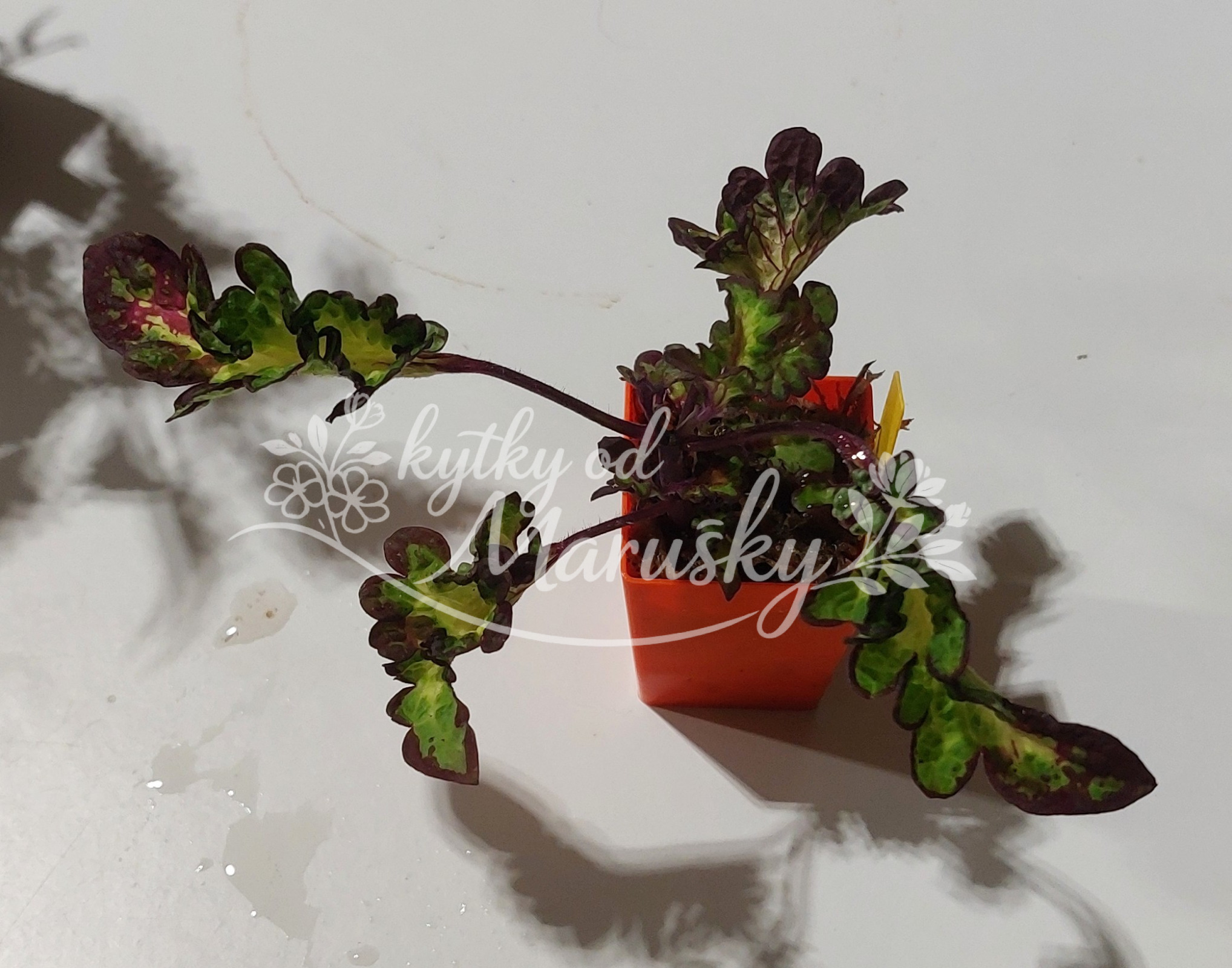 Africká kopřiva - Coleus
