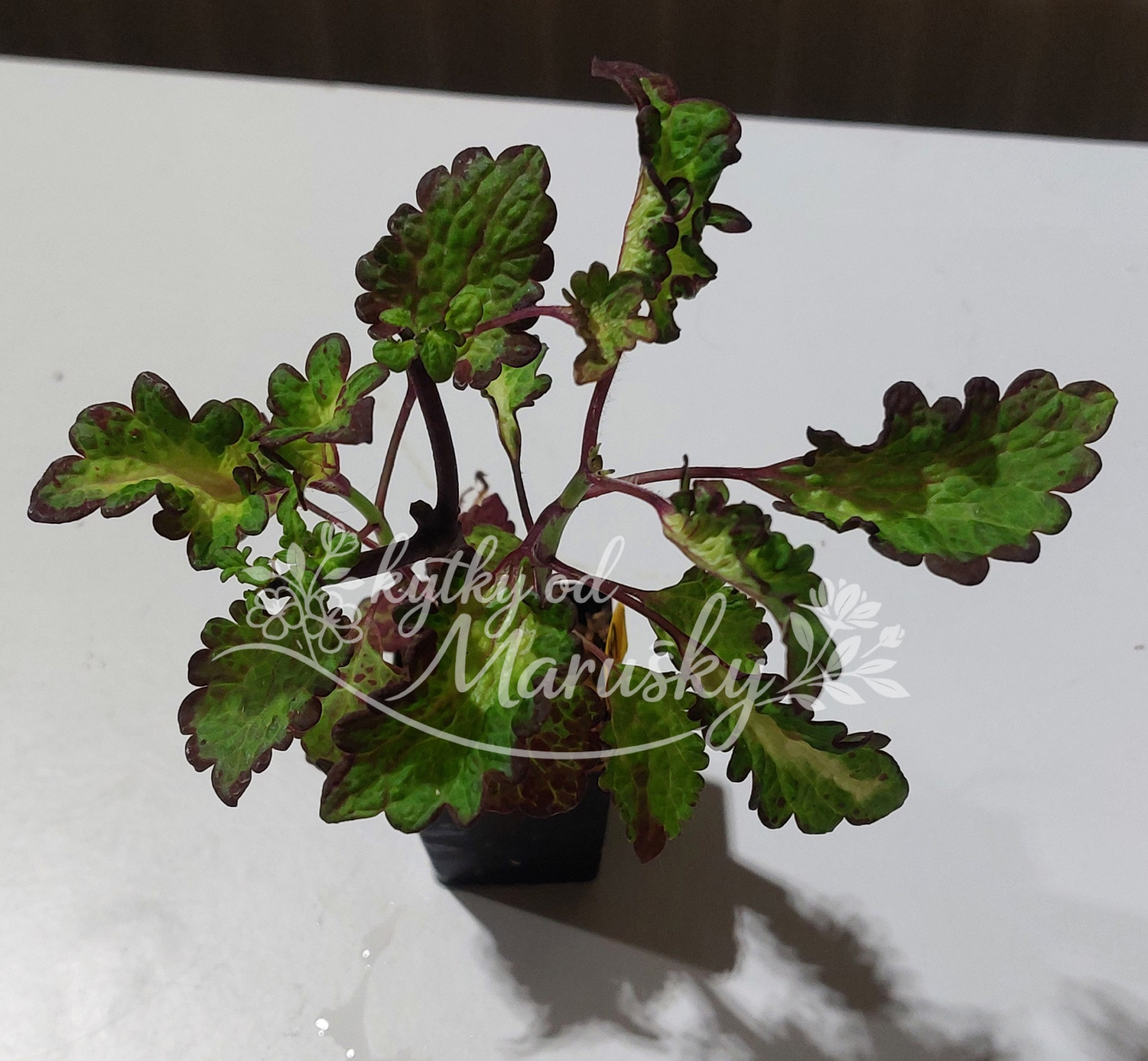 Africká kopřiva - Coleus