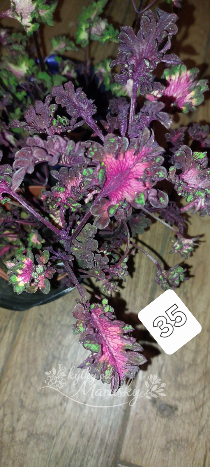 Africká kopřiva - Coleus