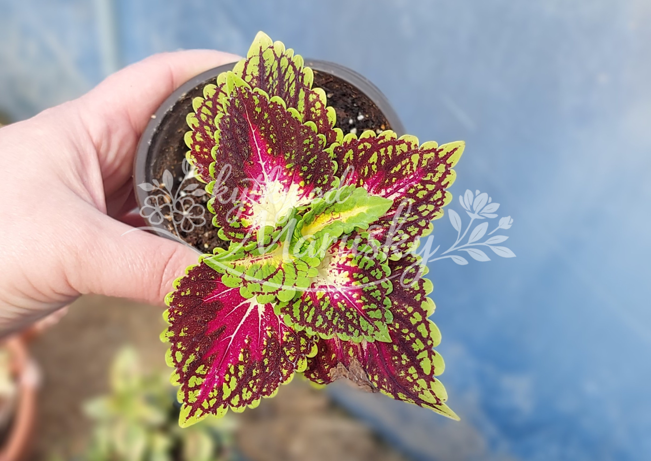 Africká kopřiva - Coleus