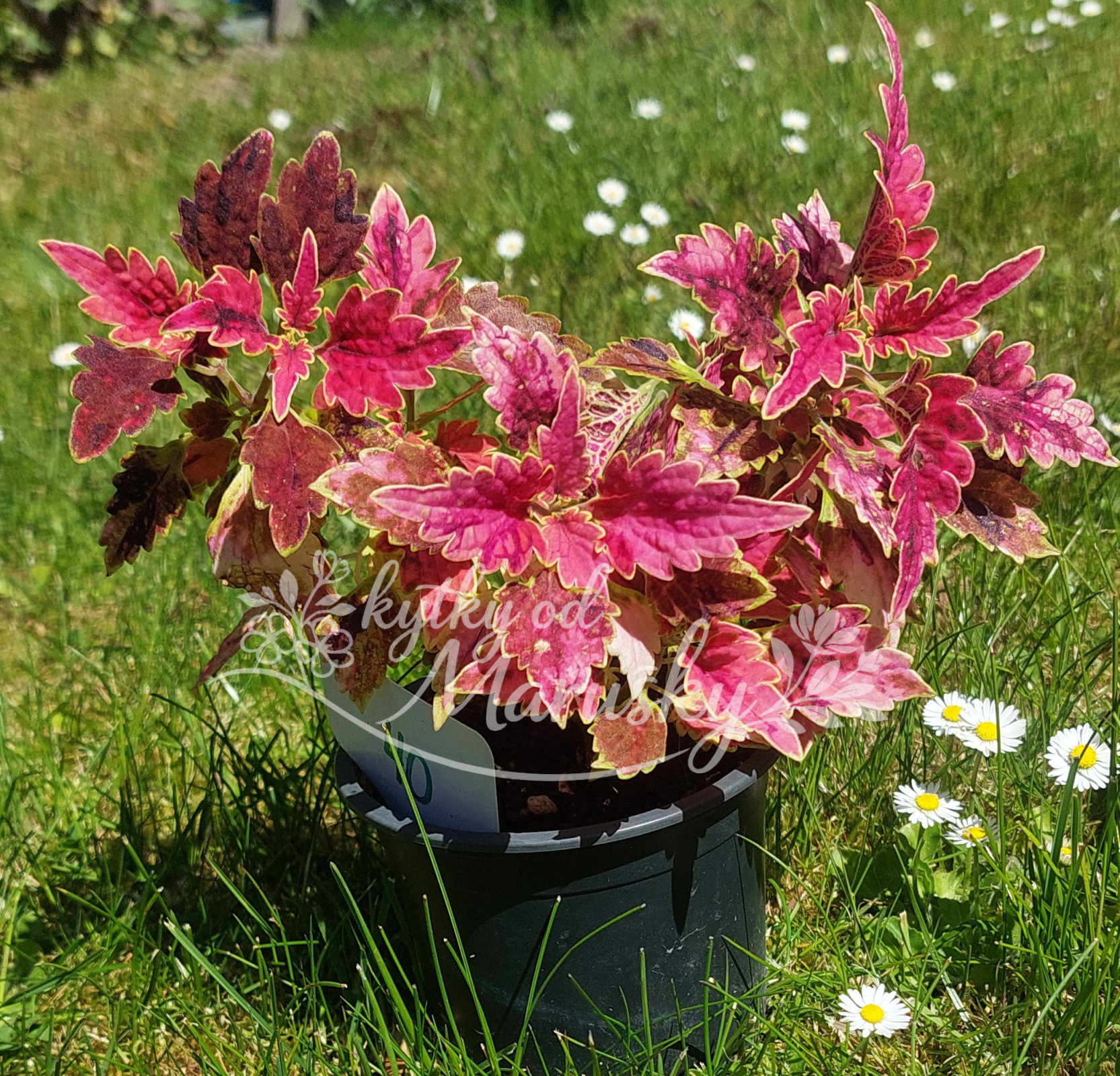 Africká kopřiva - Coleus NN40