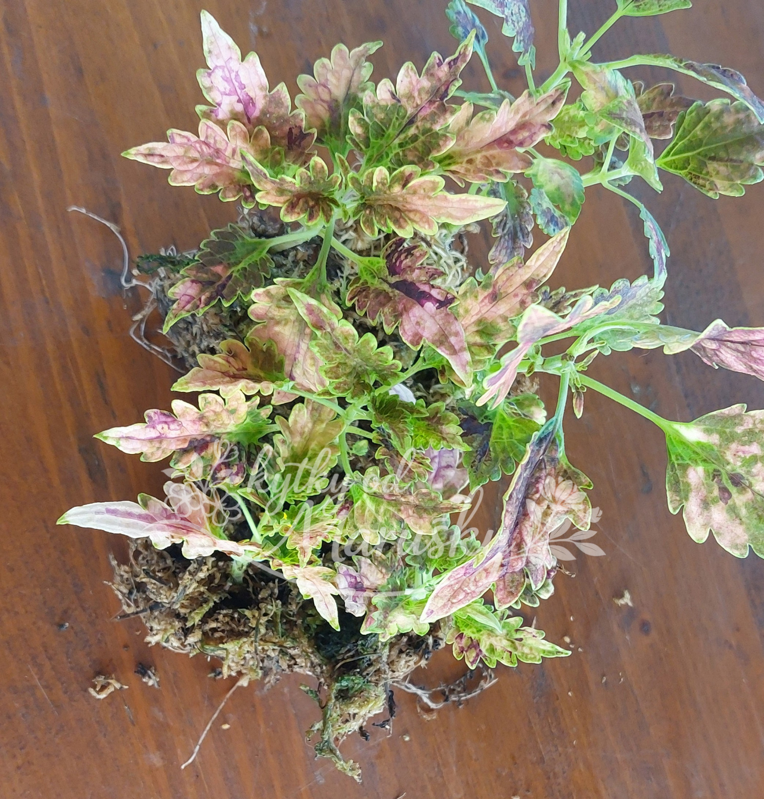 Africká kopřiva - Coleus NN40