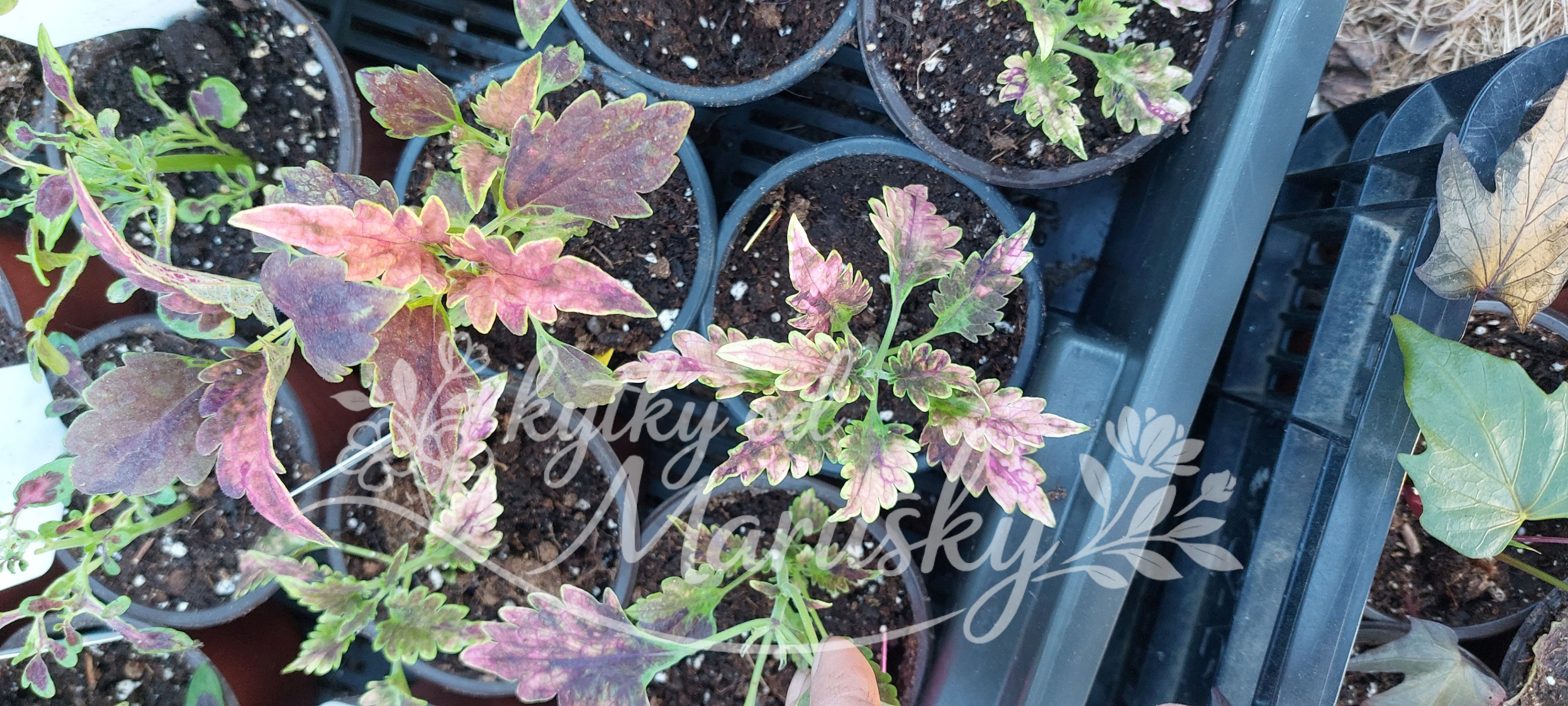 Africká kopřiva - Coleus NN40