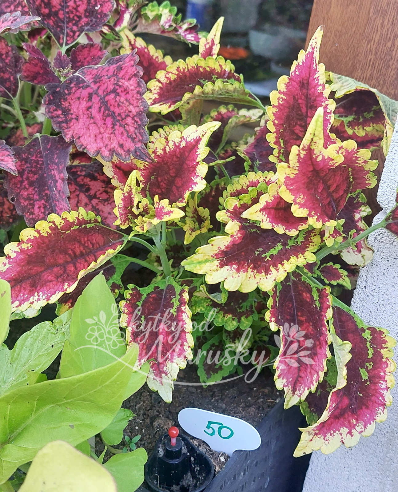 Africká kopřiva - Coleus NN50 - El Brighto