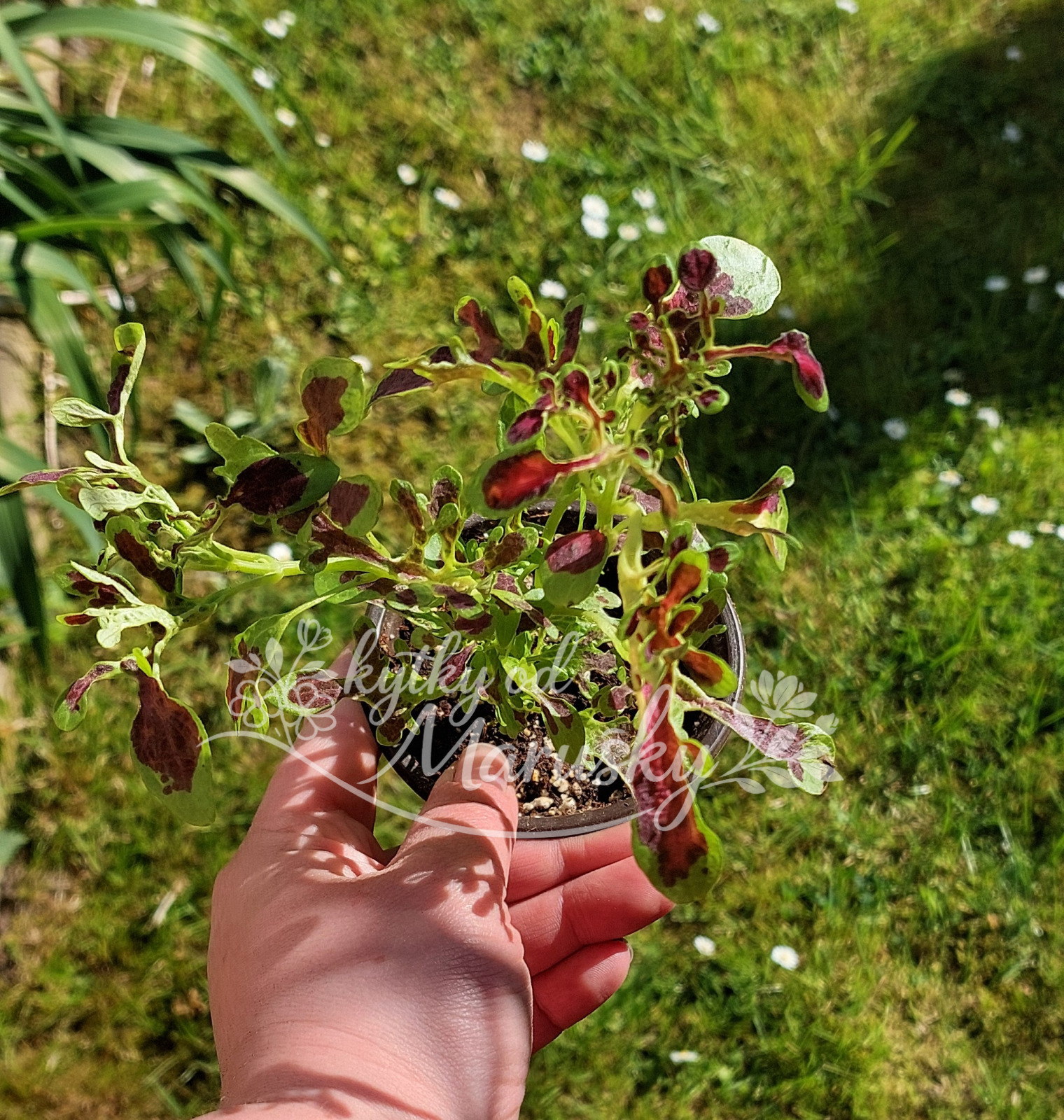 Africká kopřiva - Coleus NN84