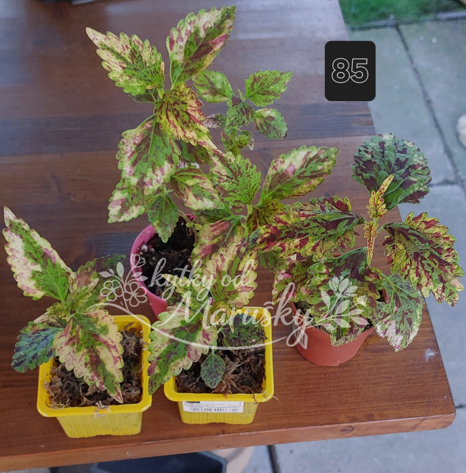 Africká kopřiva - Coleus NN85