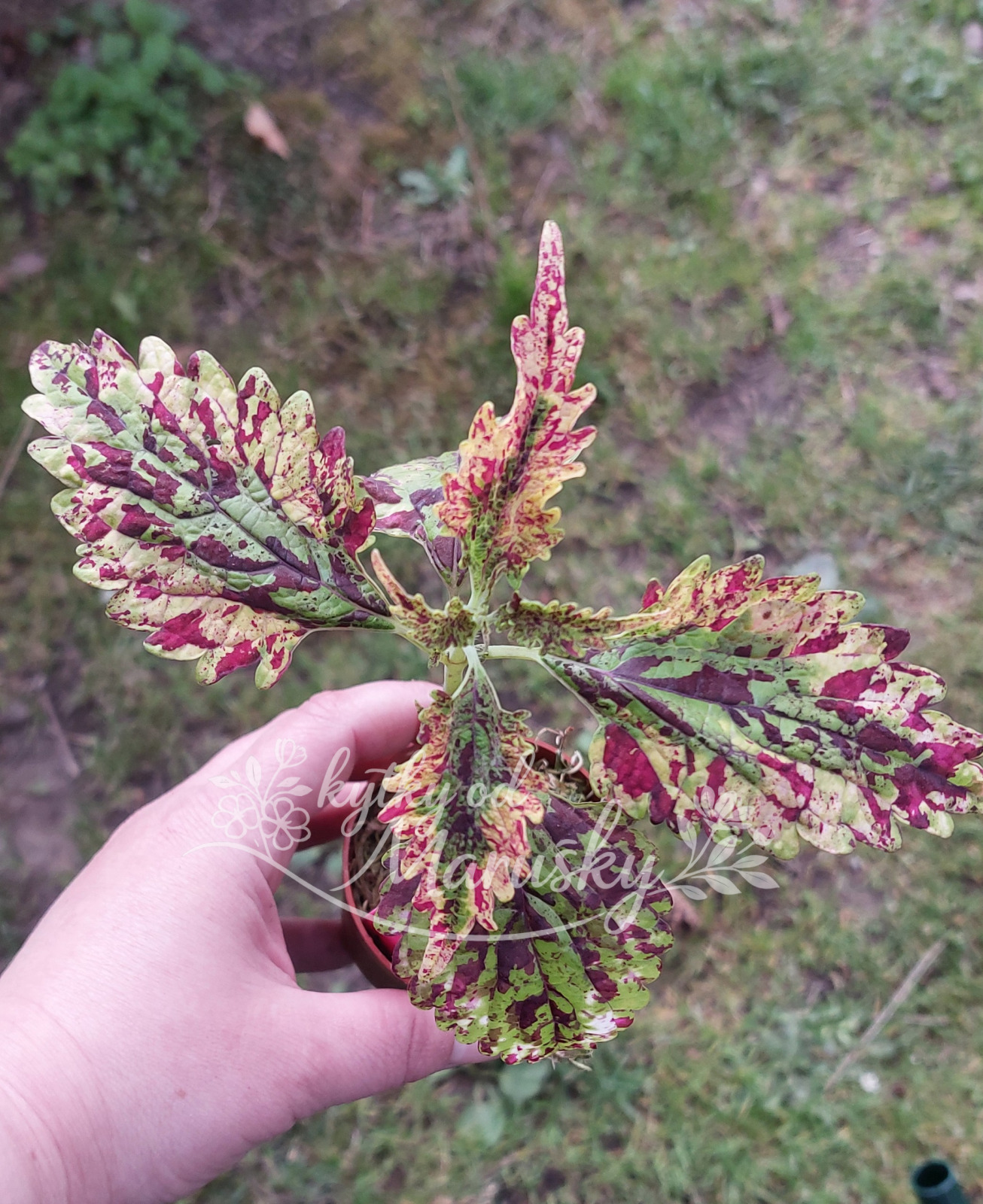 Africká kopřiva - Coleus NN85