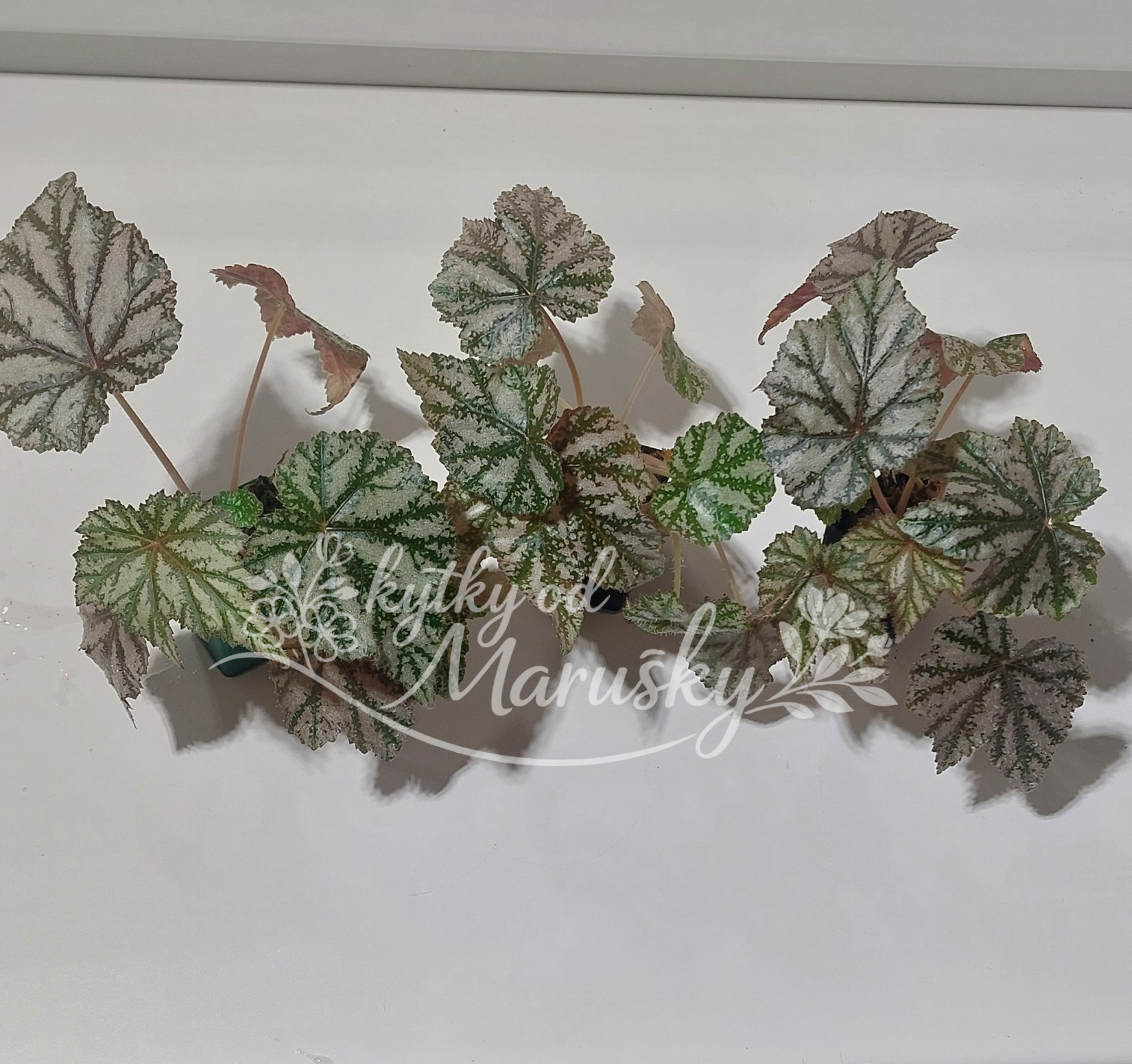 Begonia Gryphon