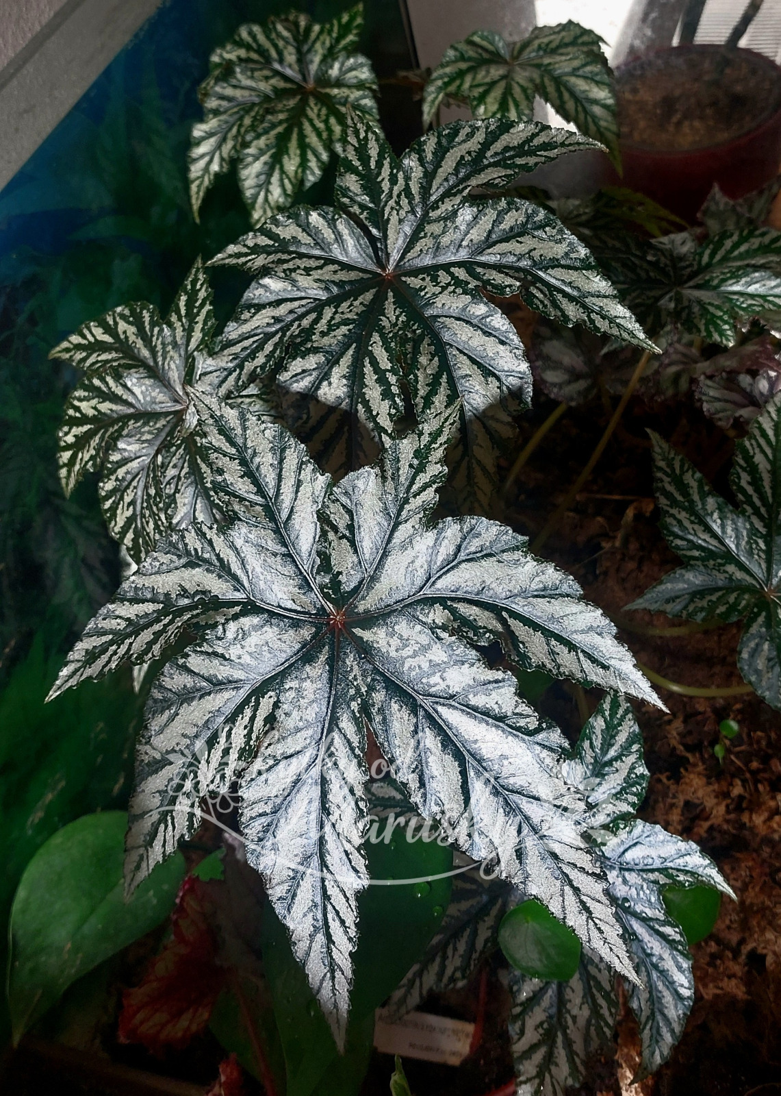 Begonia Gryphon
