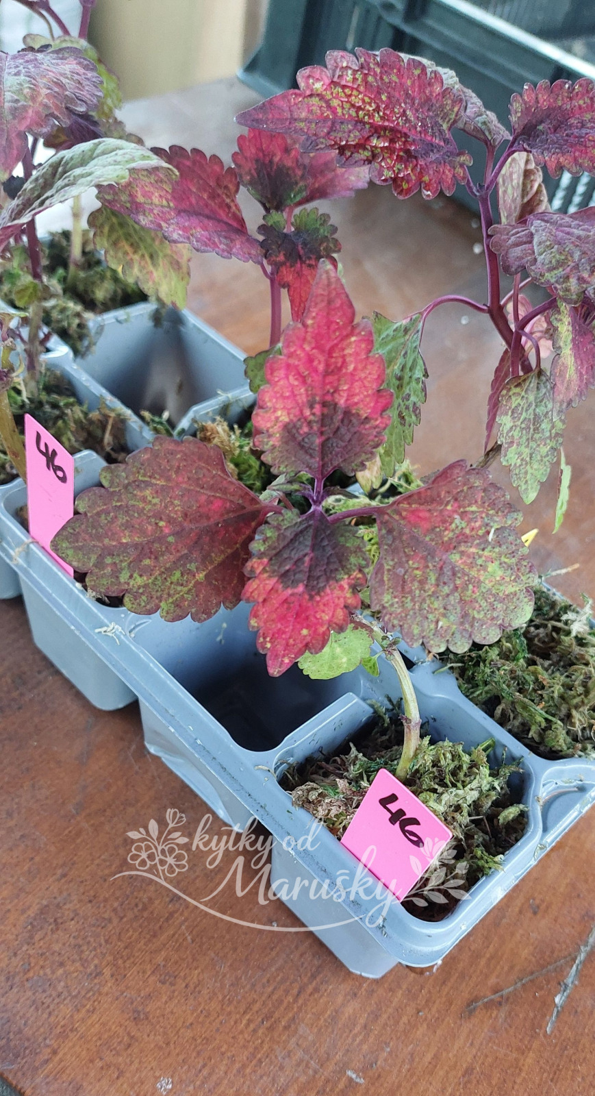 Africká kopřiva - Coleus NN46