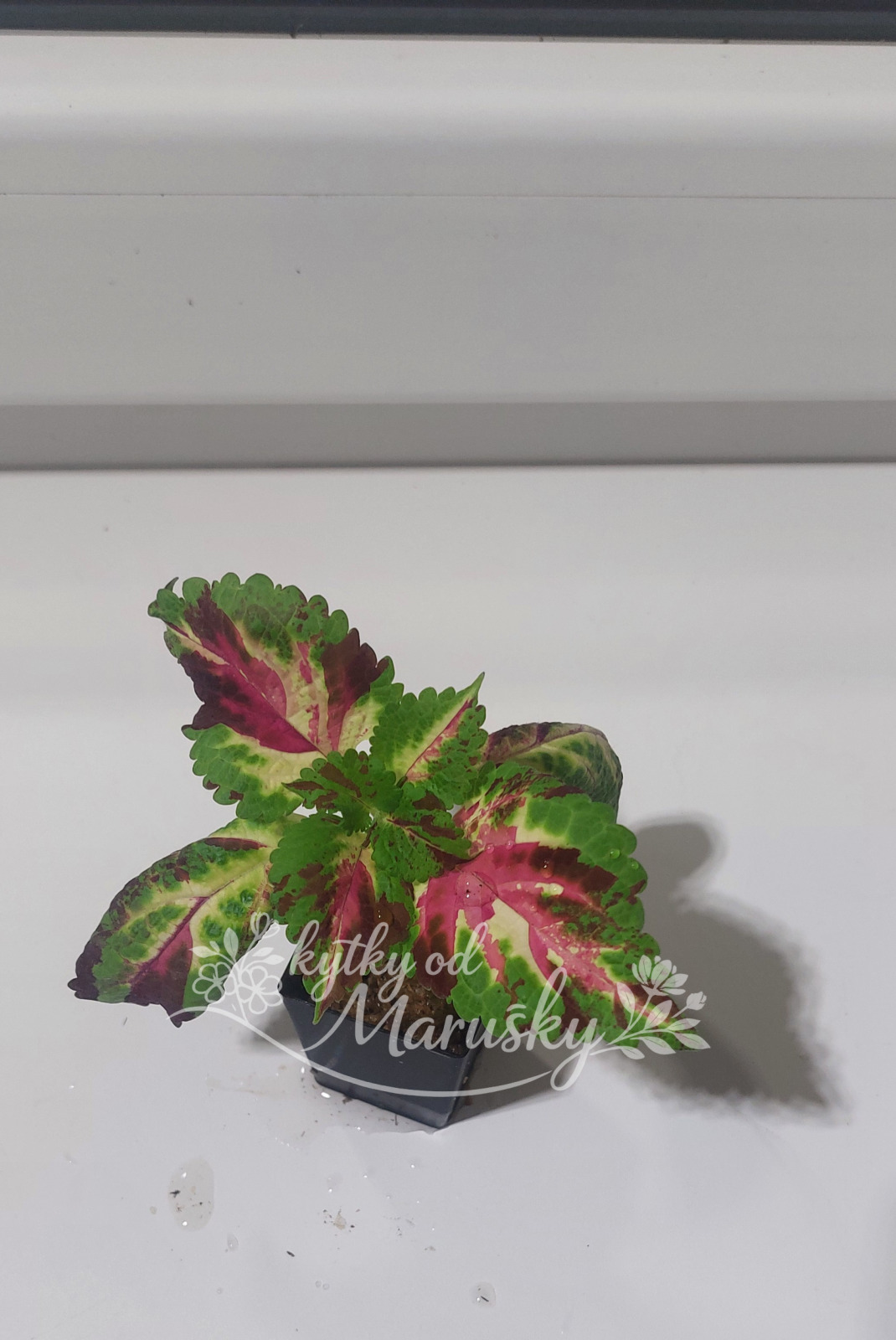 Coleus - Africká kopřiva NN1